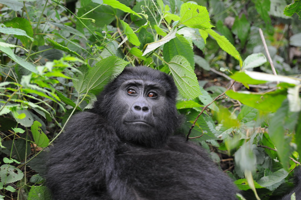 cheapest way to see gorillas in Uganda