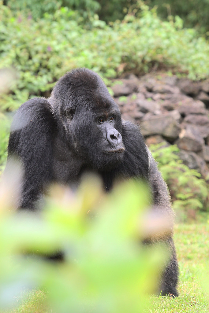 budget gorilla trekking safaris