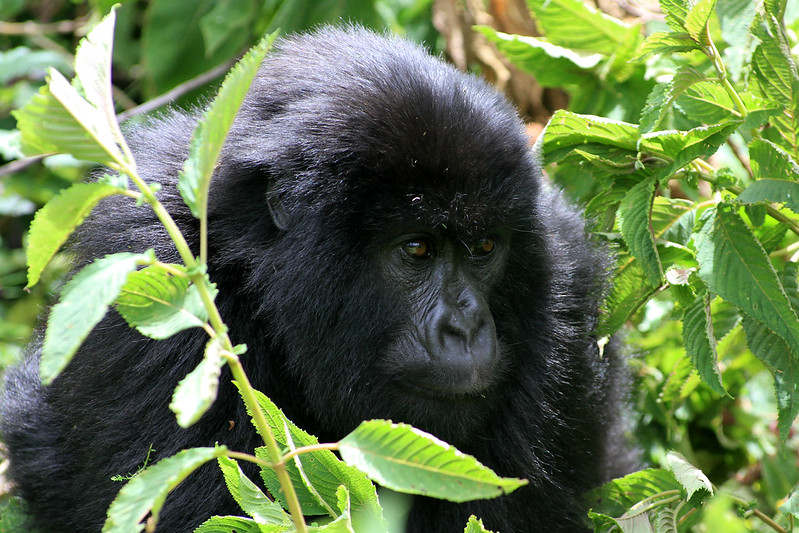 Mountain gorilla diet