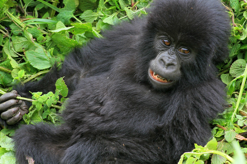 uganda gorilla safaris