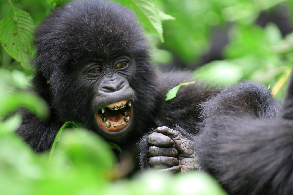 Gorilla trekking on Christmas Day