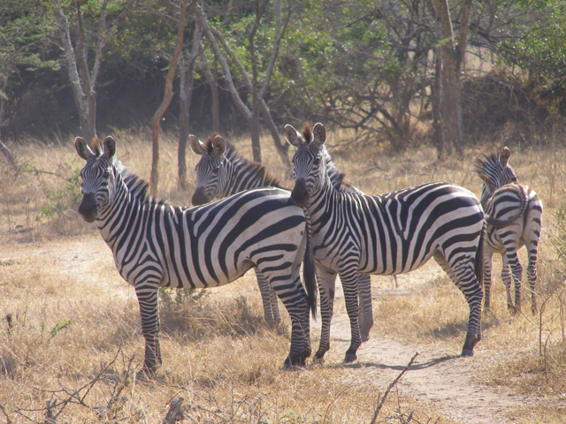 3 days lake mburo wildlife safaris 