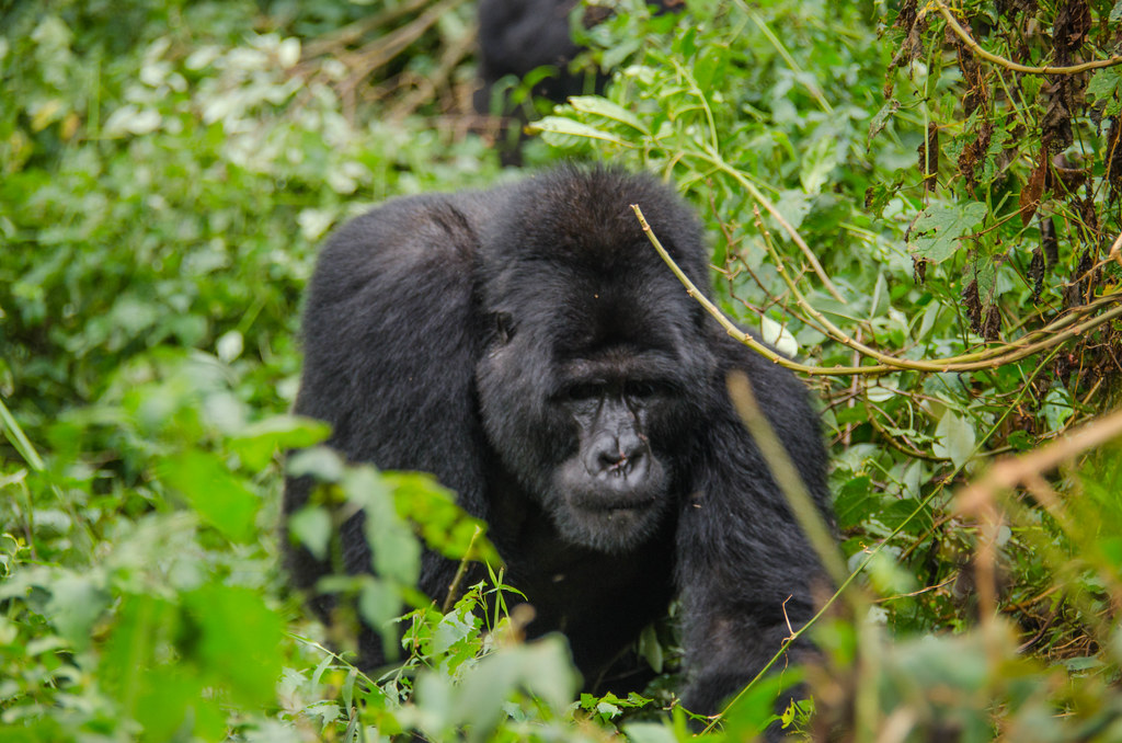 Gorilla trekking on Christmas Day