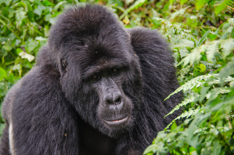 Budget gorilla trekking