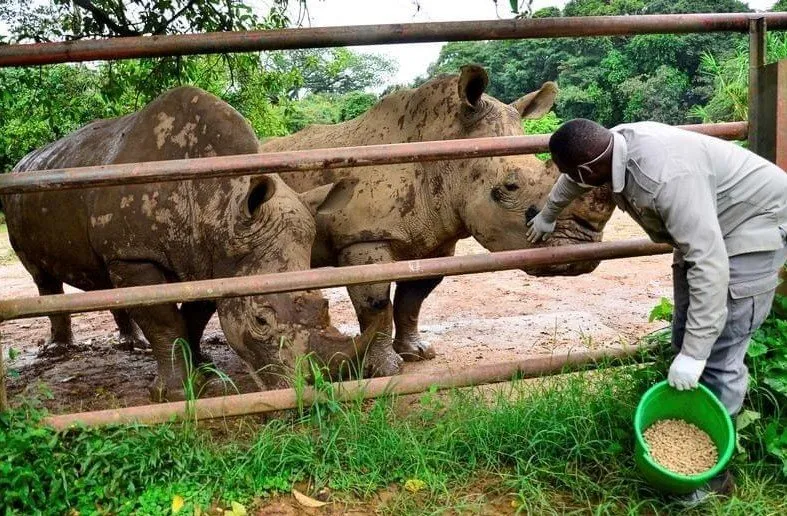 1 day behind the scenes experience at Entebbe Zoo