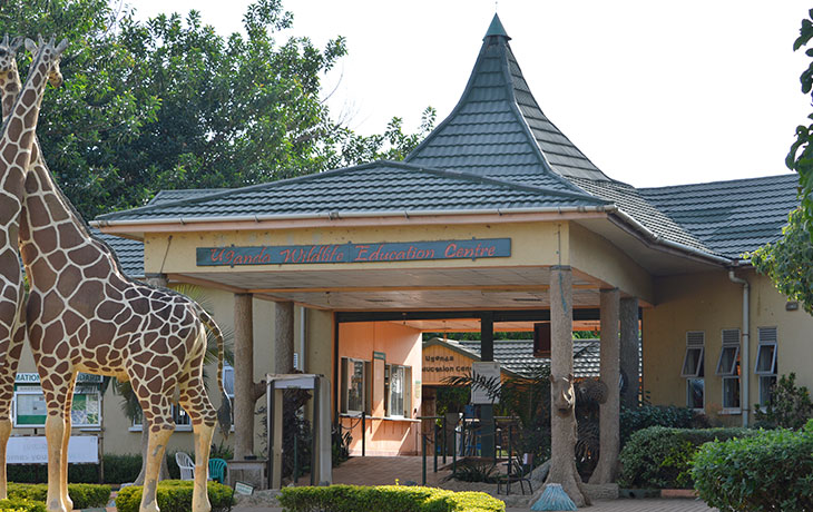 1 day behind the scenes experience at Entebbe zoo 