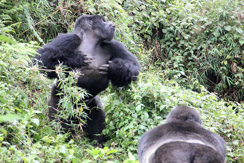 2 days gorilla habituation in bwindi