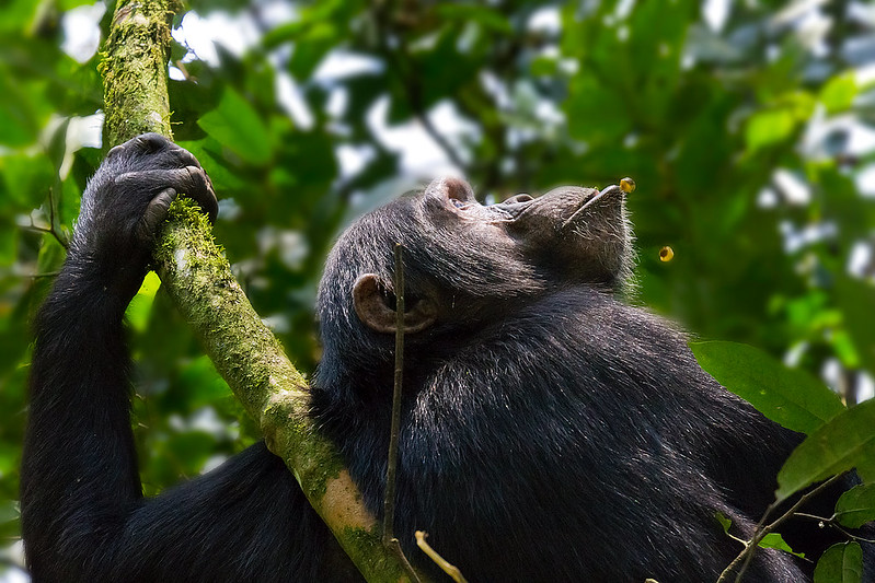 When is the best time to trek chimpanzees in cyamudongo forest