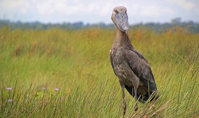 Where to see shoebill storks in Africa 