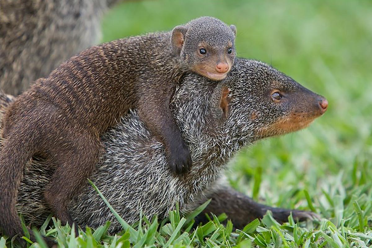 Mongoose tracking in Queen Elizabeth National Park