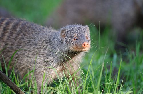 Mongoose tracking