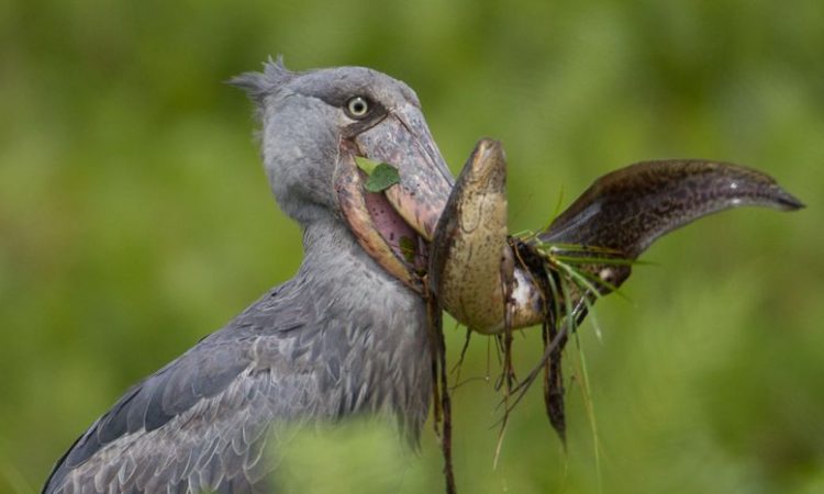 Where to see shoebill storks in Africa 